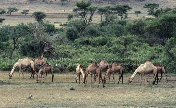 Arabian camels, domestic