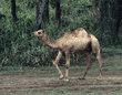 Arabian camel, domestic