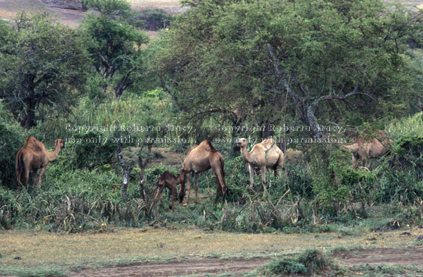 Arabian camels, domestic