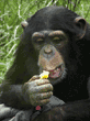 young chimpanzee