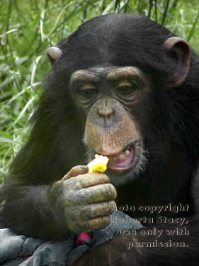 young chimpanzee