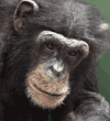 chimpanzee adult