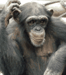 young chimpanzee