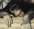 young chimpanzee