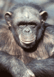 chimpanzee