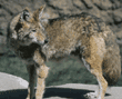 coyote