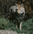 coyote