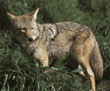 coyote