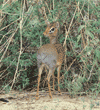 Kirk's dik-dik Tanzania (East Africa)