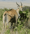 common eland