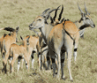 common elands