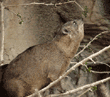 rock hyrax Oakland Zoo