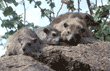rock hyraxes Tanzania (East Africa)