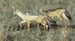 black-backed jackals Tanzania (East Africa)