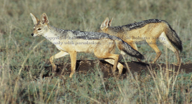 black-backed jackals Tanzania (East Africa)