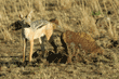 black-backed jackal