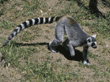 ring-tailed lemur