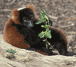 red ruffed lemur