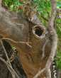 leopard in tree