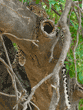 sleeping leopard in tree