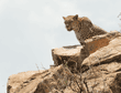 leopard on boulder
