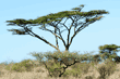 two leopards in tree