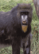 mandrill