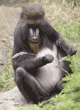 mandrill