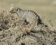 banded mongoose