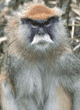 patas monkey