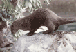 North American river otter