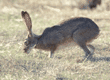 black-tailed jackrabbit