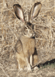 black-tailed jackrabbit