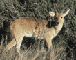 bohor reedbuck Tanzania (East Africa)