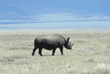 black rhinoceros Tanzania (East Africa)