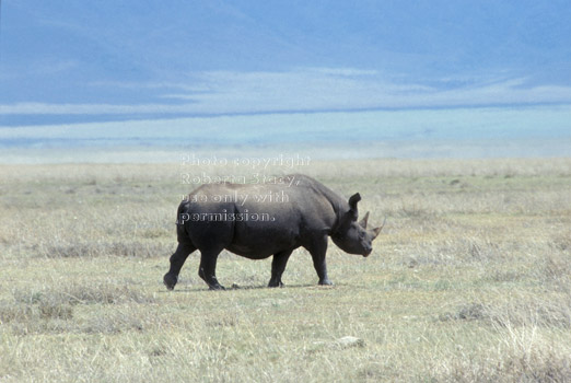 black rhinoceros Tanzania (East Africa)