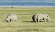 white rhinoceroses