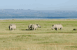 white rhinoceroses