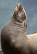 sea lion