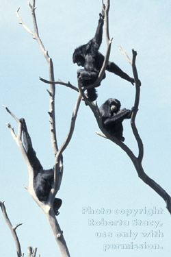 siamangs