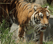Siberian tiger