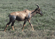 topi Tanzania (East Africa)