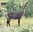 waterbuck Tanzania (East Africa)
