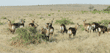 waterbuck herd