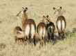 waterbuck