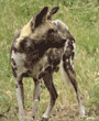 African wild dog