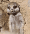 meerkat kit
