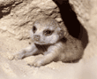 meerkat babiy