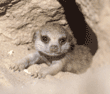 meerkat babiy