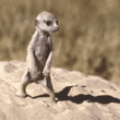 baby meerkat